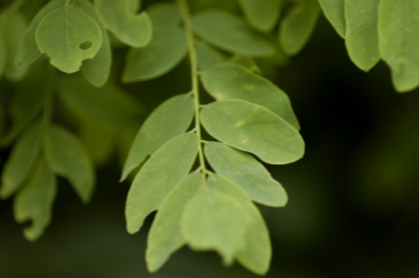 Acacia