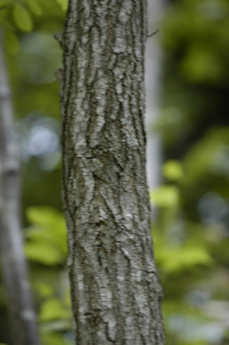 Acacia