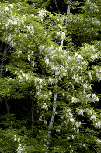Acacia