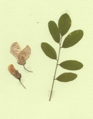 acacia
