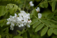 acacia