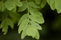 acacia