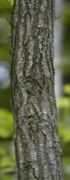 Acacia