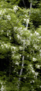 Acacia
