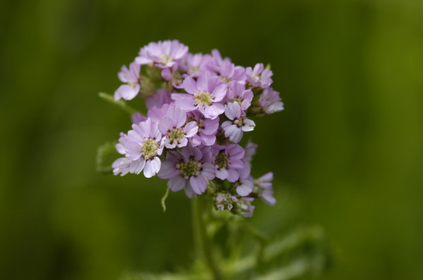 Achillée