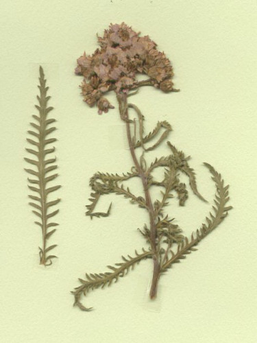 Achillée