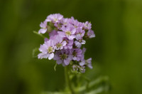 Achillée