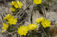 Adonis