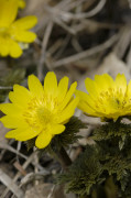 Adonis