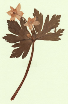anemone flaccida
