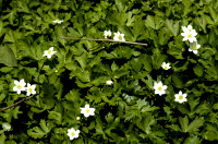 Anémone