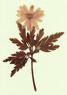 anemone pseudo-altaica
