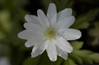 Anémone