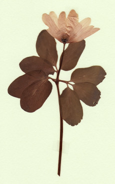 anemone raddeana