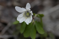 Anémone