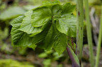 angelica edulis