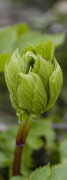 angelica edulis