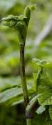 angelica edulis