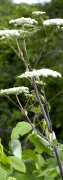 angelica edulis