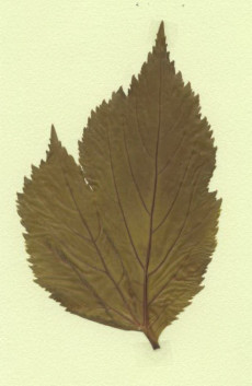 angelica edulis