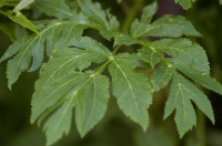 angelica ursina
