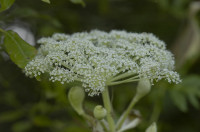 angelica ursina