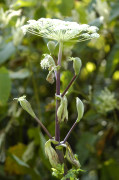 angelica ursina