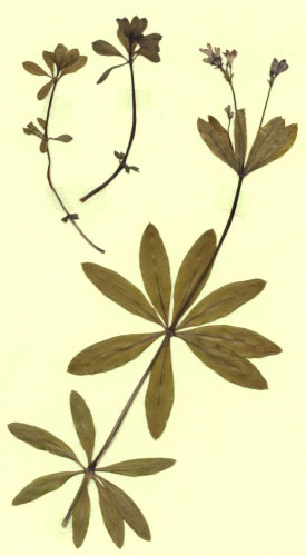 aspérule