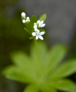 aspérule