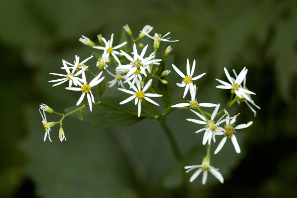 aster glehni
