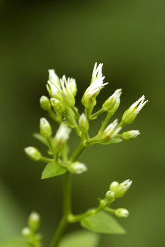 aster glehni