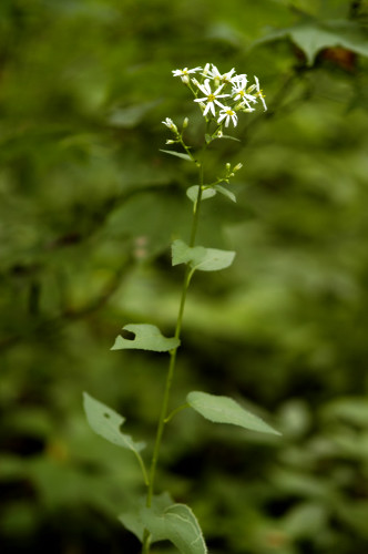 aster glehni