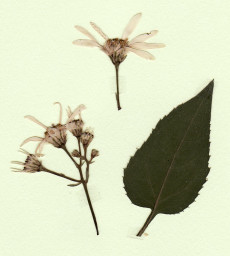 aster glehnii