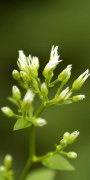 aster
