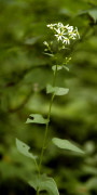 aster