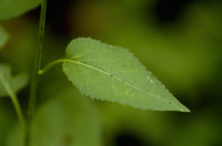aster