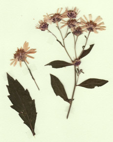 aster