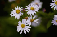 Aster