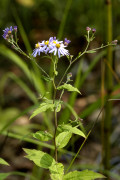 aster