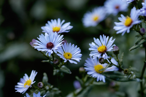 aster novae-angliae