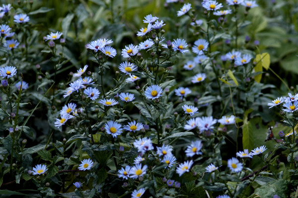 aster novae-angliae