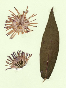 aster