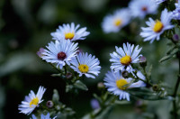 aster