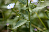Aster