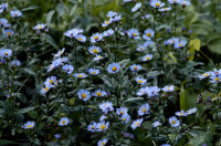aster