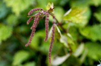 boehmeria