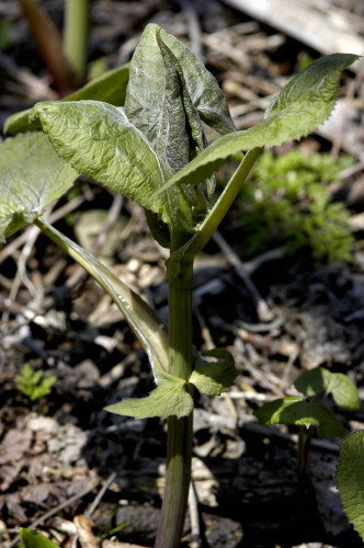 Cacalia