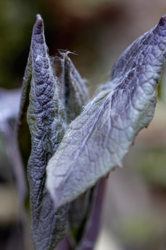 Cacalia