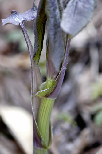 Cacalia