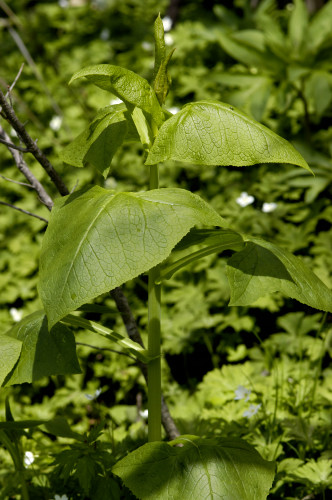 Cacalia